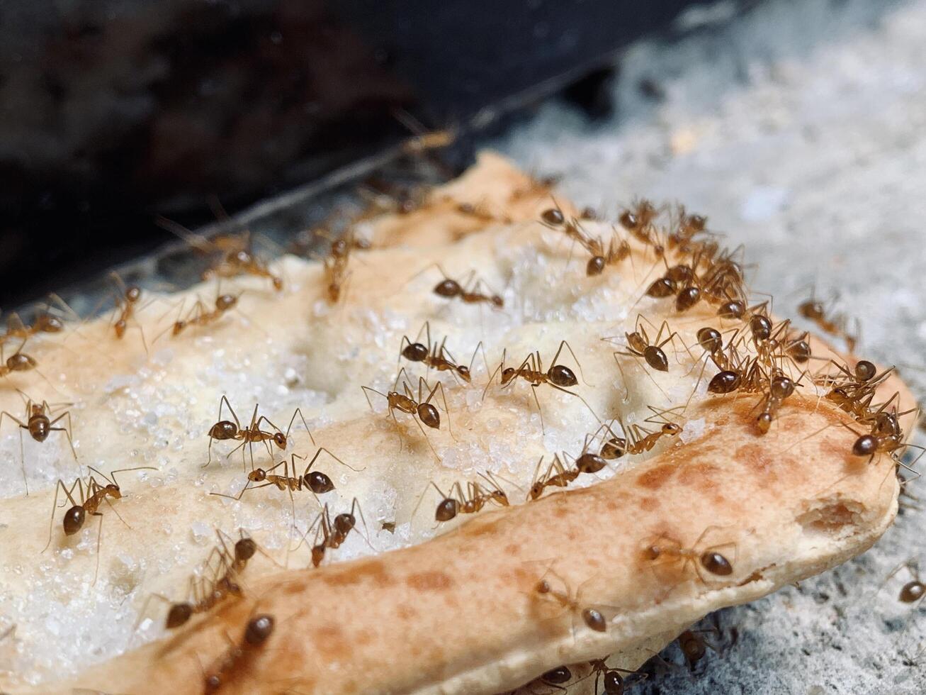Close-up photo of a group of ants on a piece of bread eating sugar