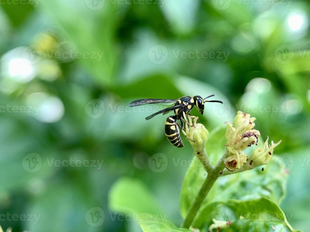 A wasp landed on a plant with green leaves photo