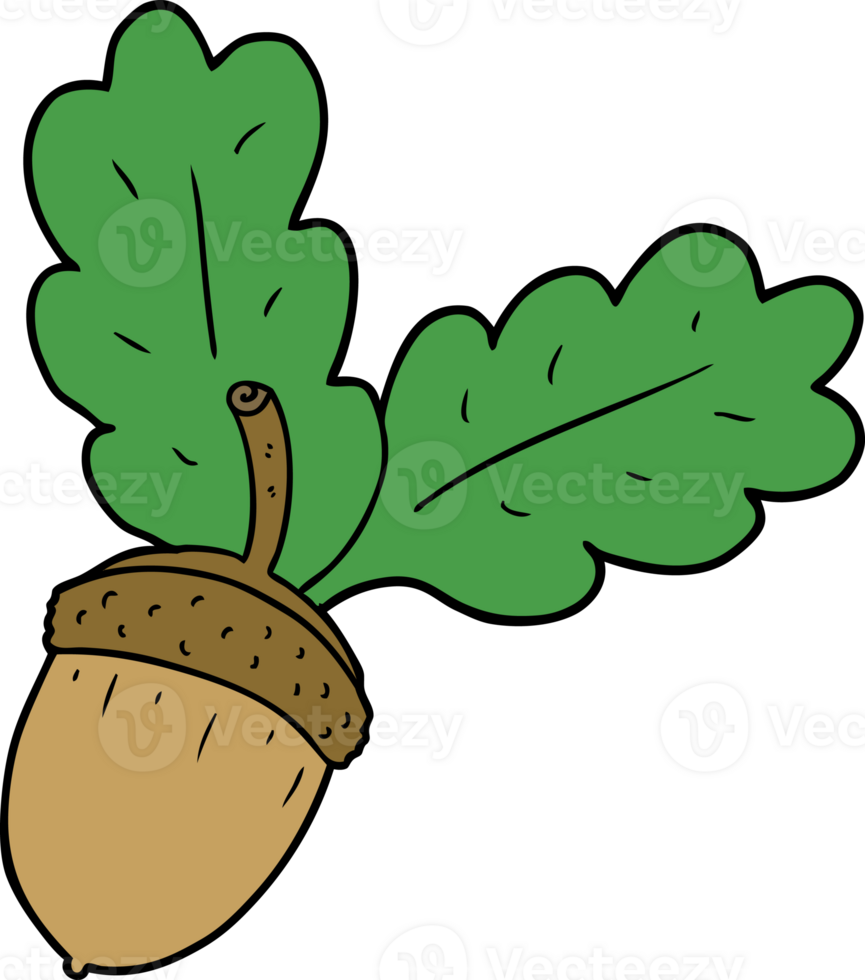 cartoon acorn drawing png