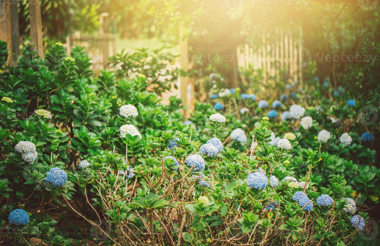 Beautiful garden of white and blue hydrangeas photo