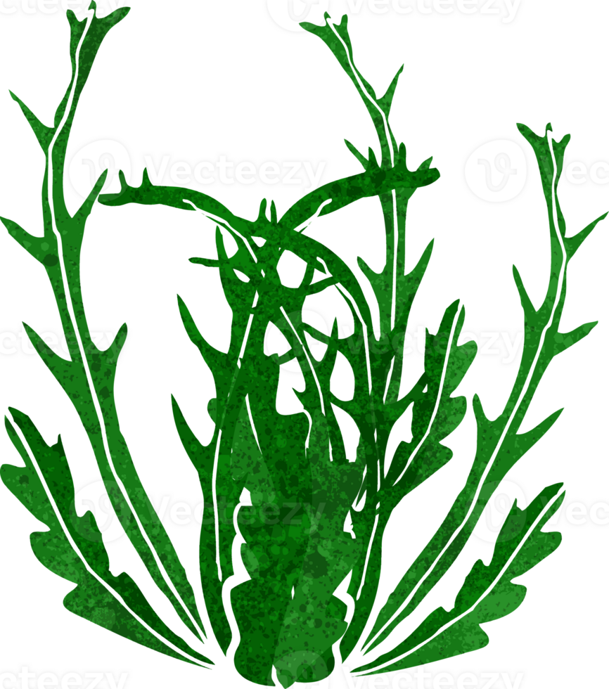 cartoon seaweed drawing png