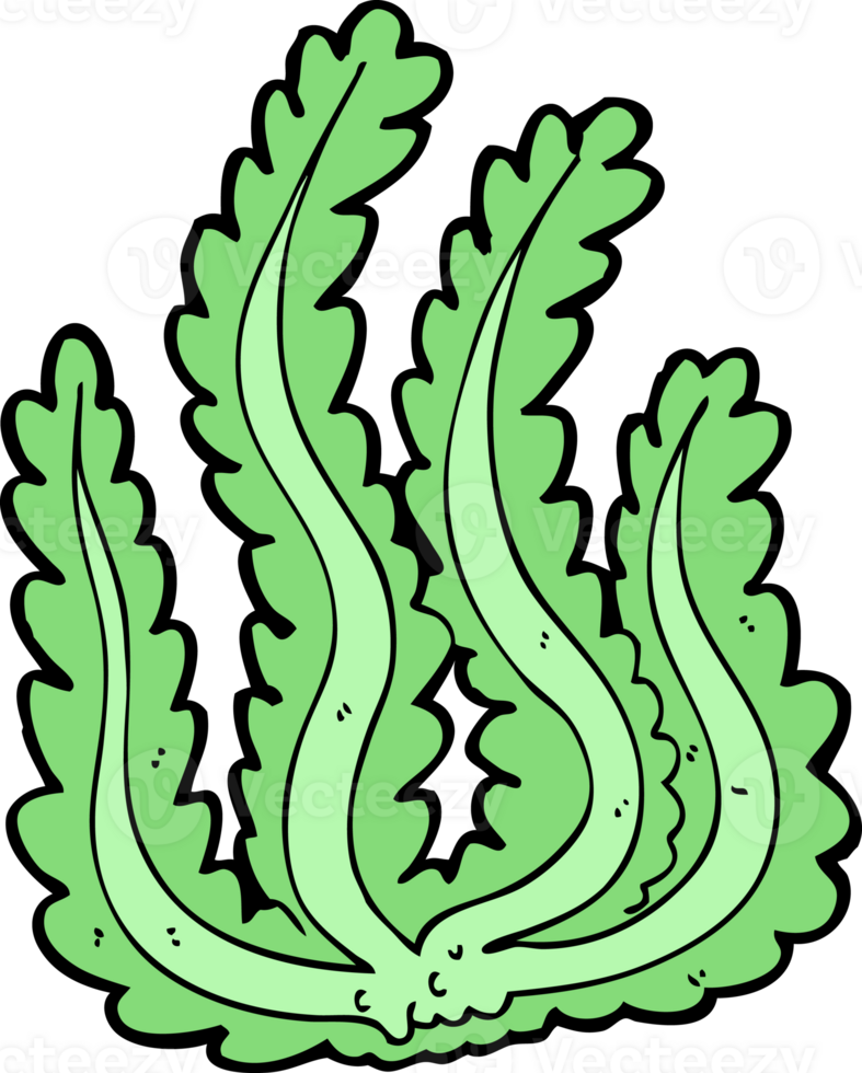 cartoon seaweed drawing png