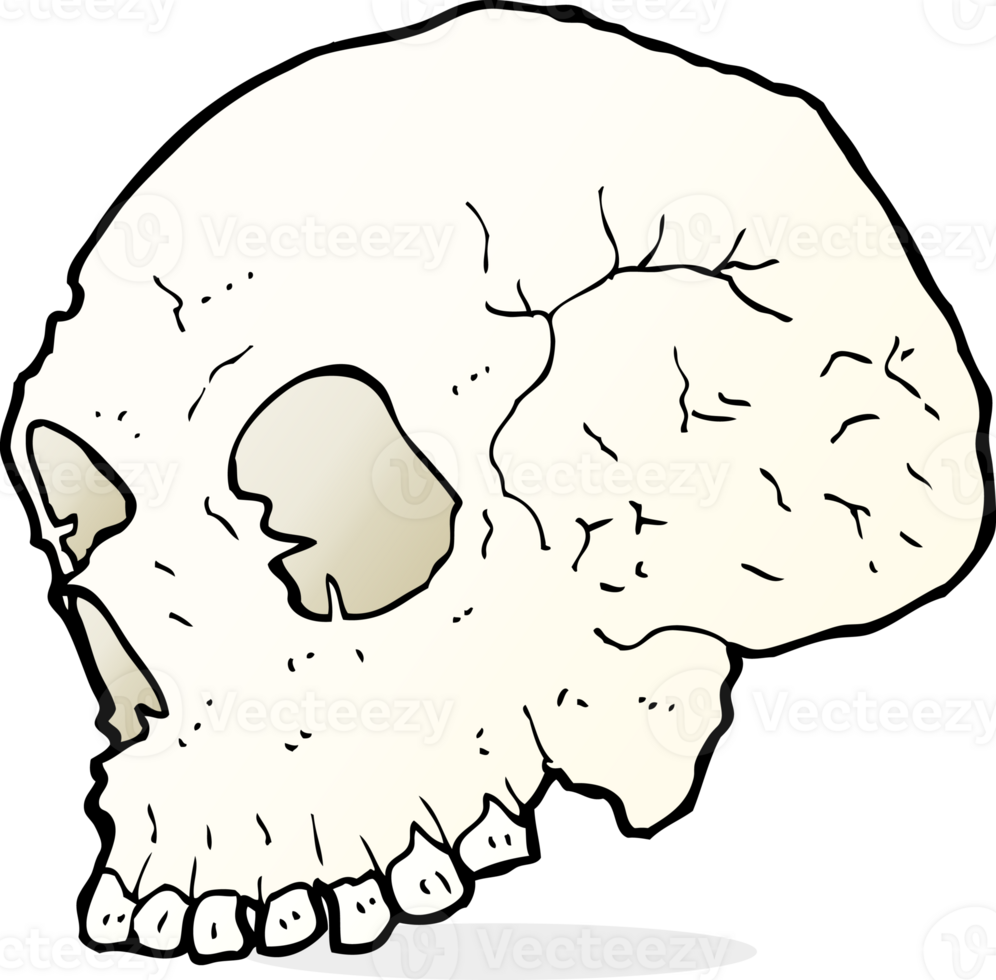 skull illustration drawing png