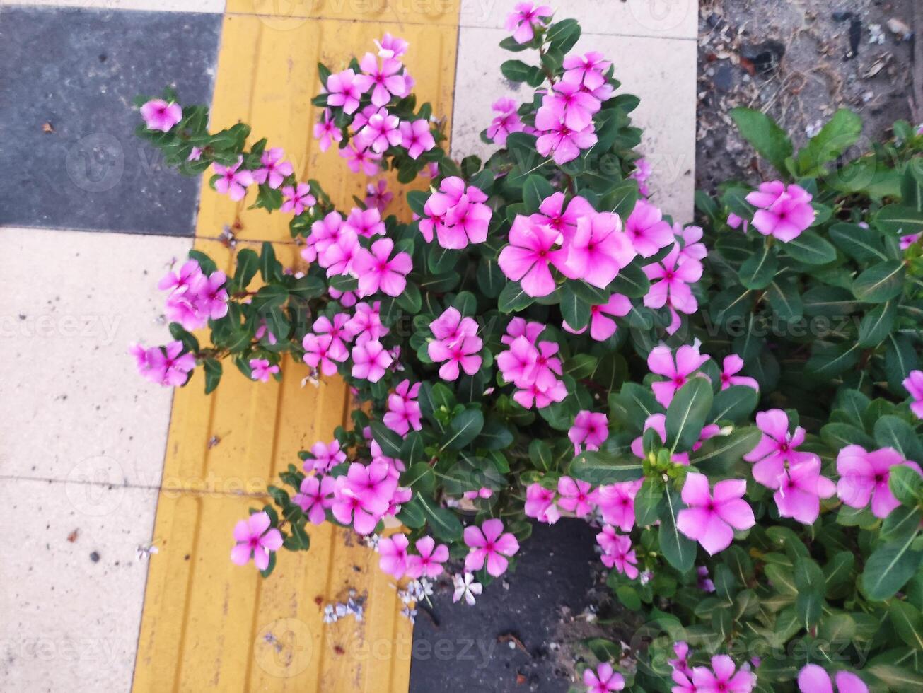 Catharanthus roseus or blood tap flower blooming on the edge of the sidewalk photo