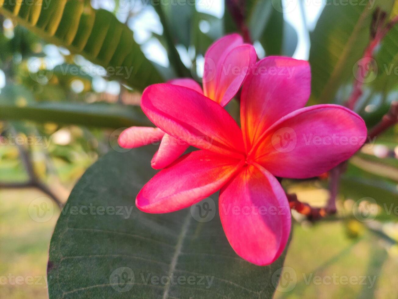 Red Plumeria rubra flowers blooming with a blurred background photo