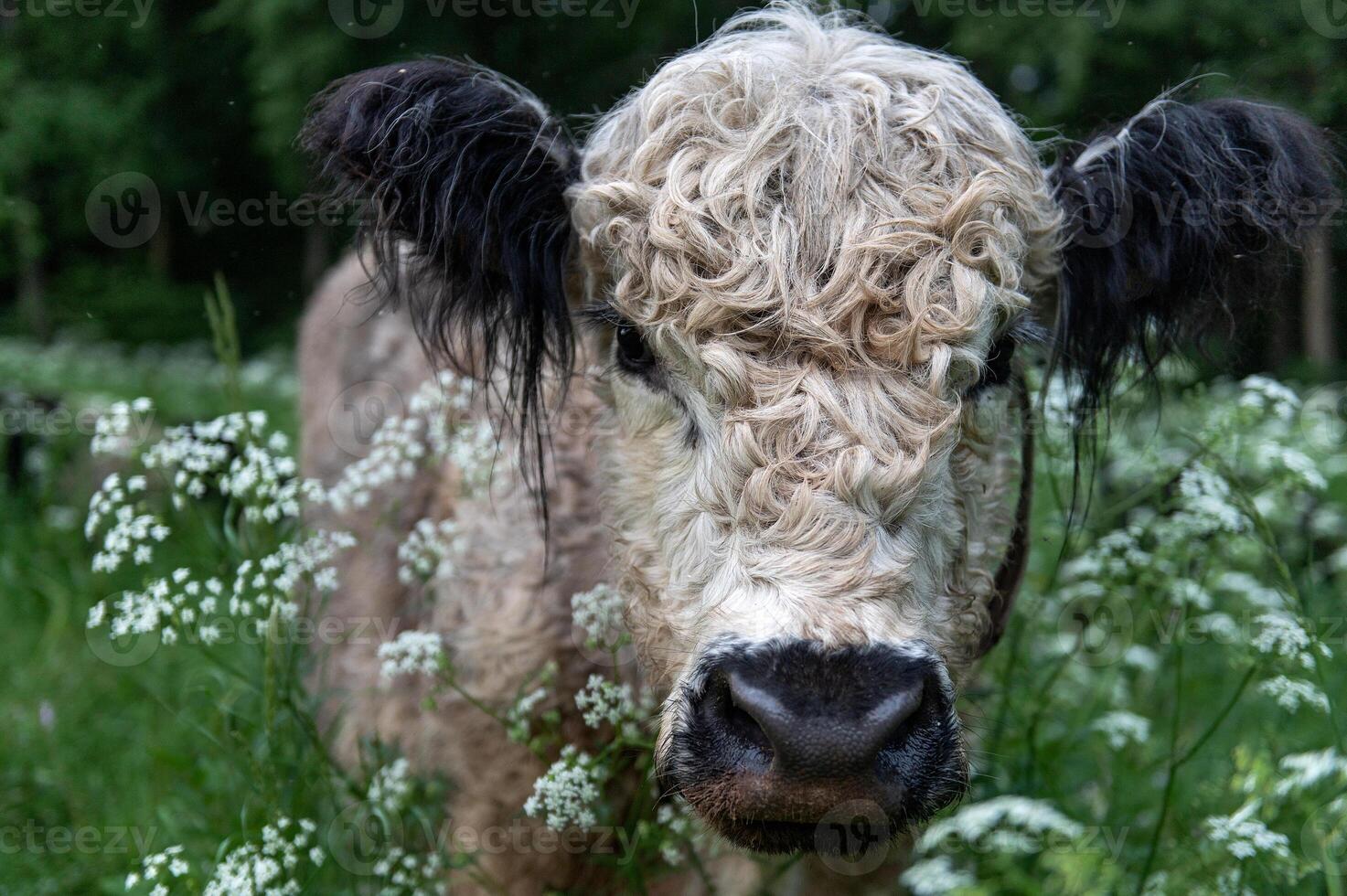 Wild cows in natural, unmown meadows. National park of Gauja, Latvia. photo
