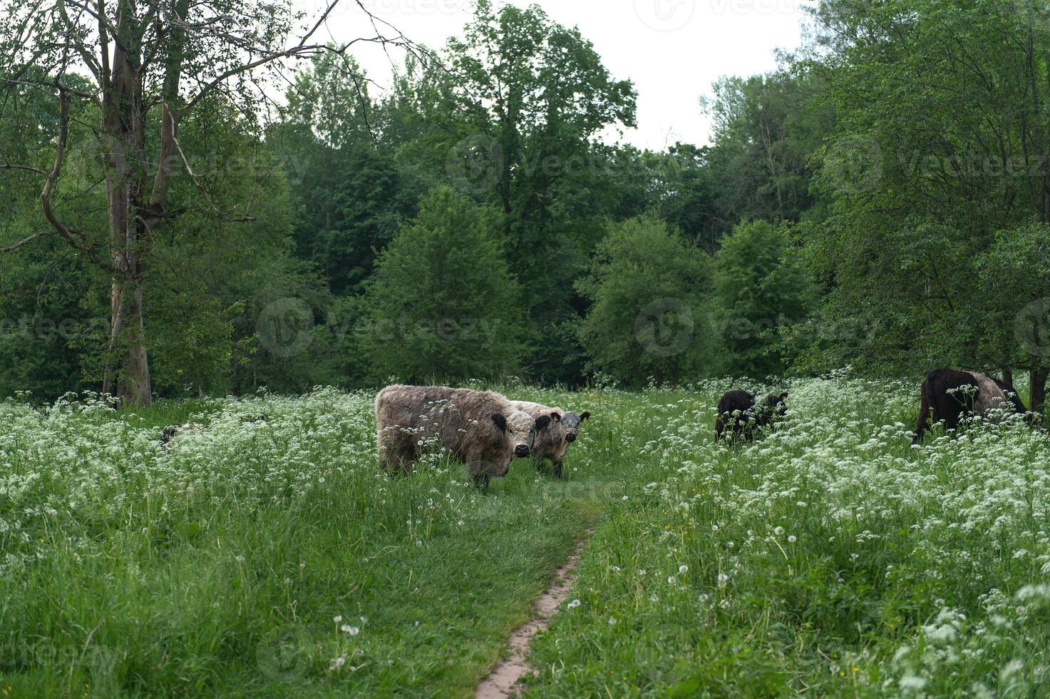 Wild cows in natural, unmown meadows. National park of Gauja, Latvia. photo