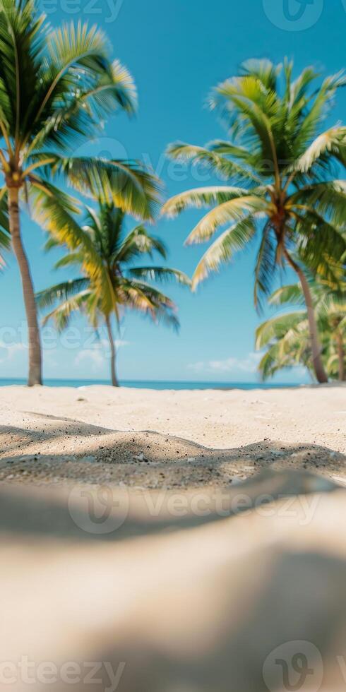 Soft Focus Beach View With Palm Trees on Sunny Summer Day photo