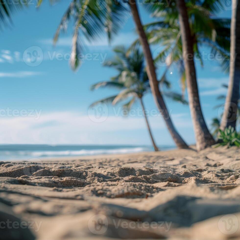 Palm Trees Frame Tropical Beach Scene On Sunny Summer Day photo