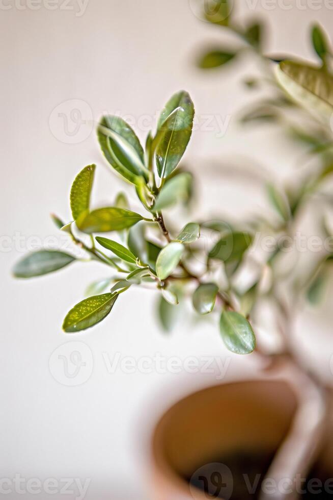 A Close-Up View of a Fresh Green Lemon Tree Branch photo