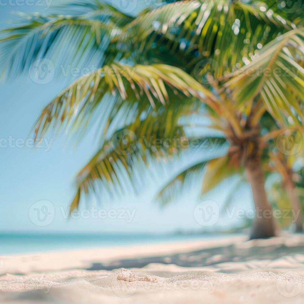 Palm Tree Shade on a Tropical Beach During Summer Vacation photo