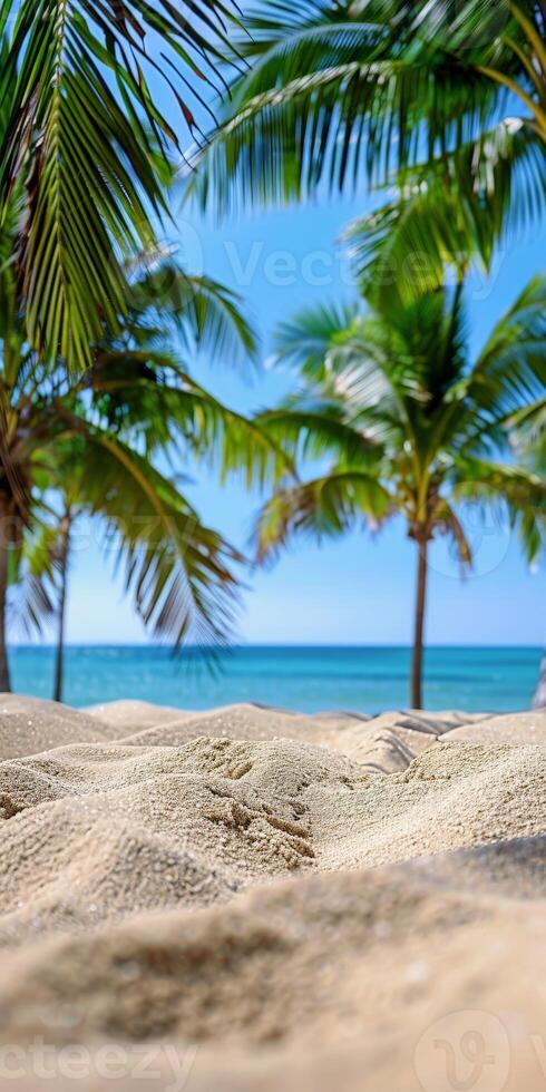 Close Up of Sandy Beach With Palm Trees in the Background on a Summer Day photo