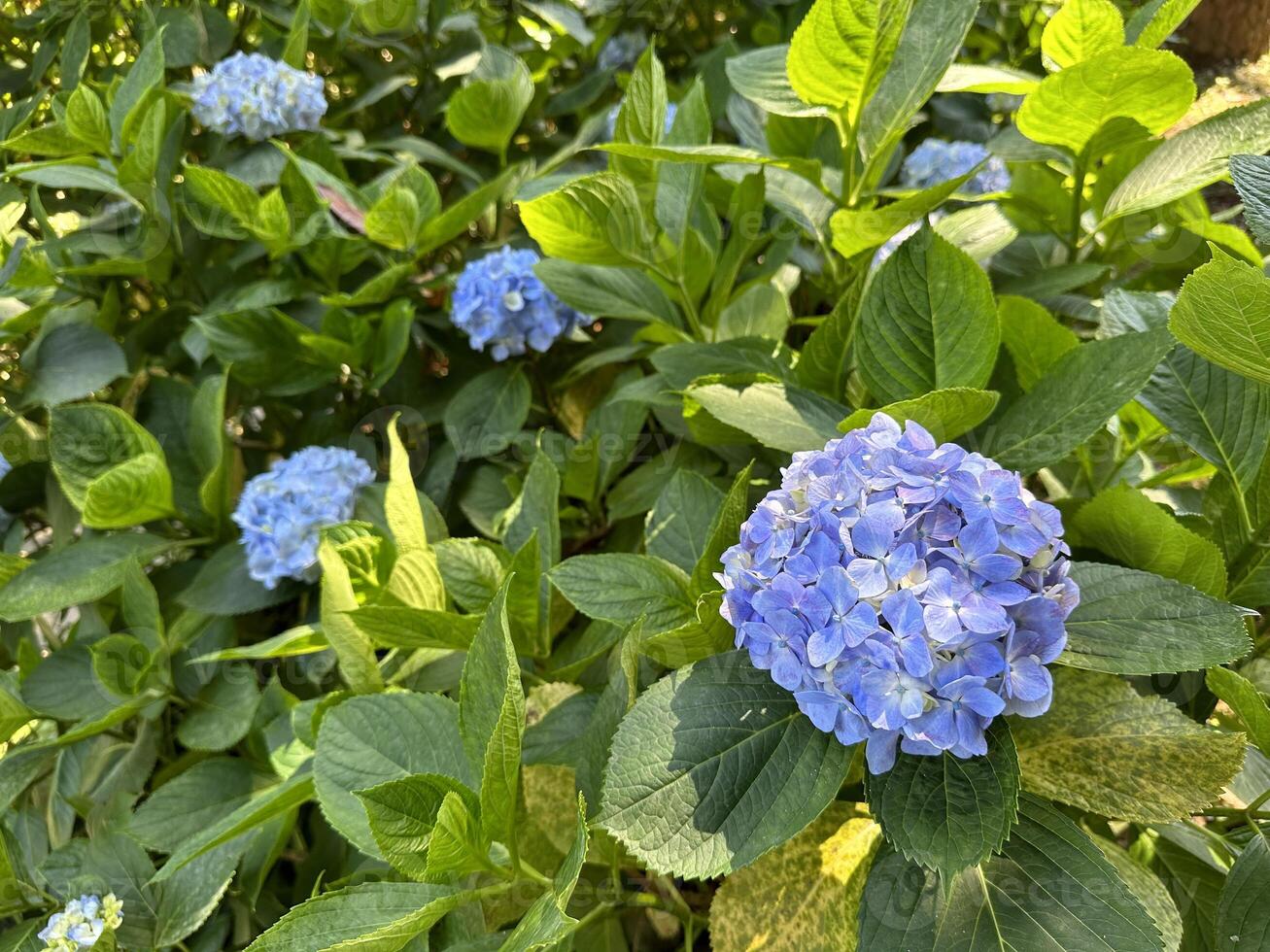 Close-up view of vibrant blue hydrangea flowers blooming amidst lush green foliage in a sunny garden photo