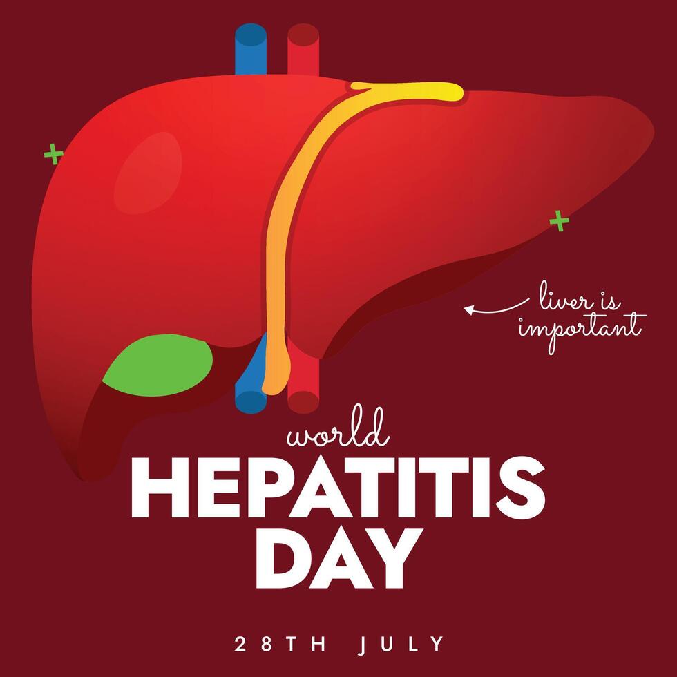 World Hepatitis day. 28th July World Hepatitis day awareness banner with liver illustration. The day is celebrated to increase the awareness of viral Hepatitis and the disease it causes vector