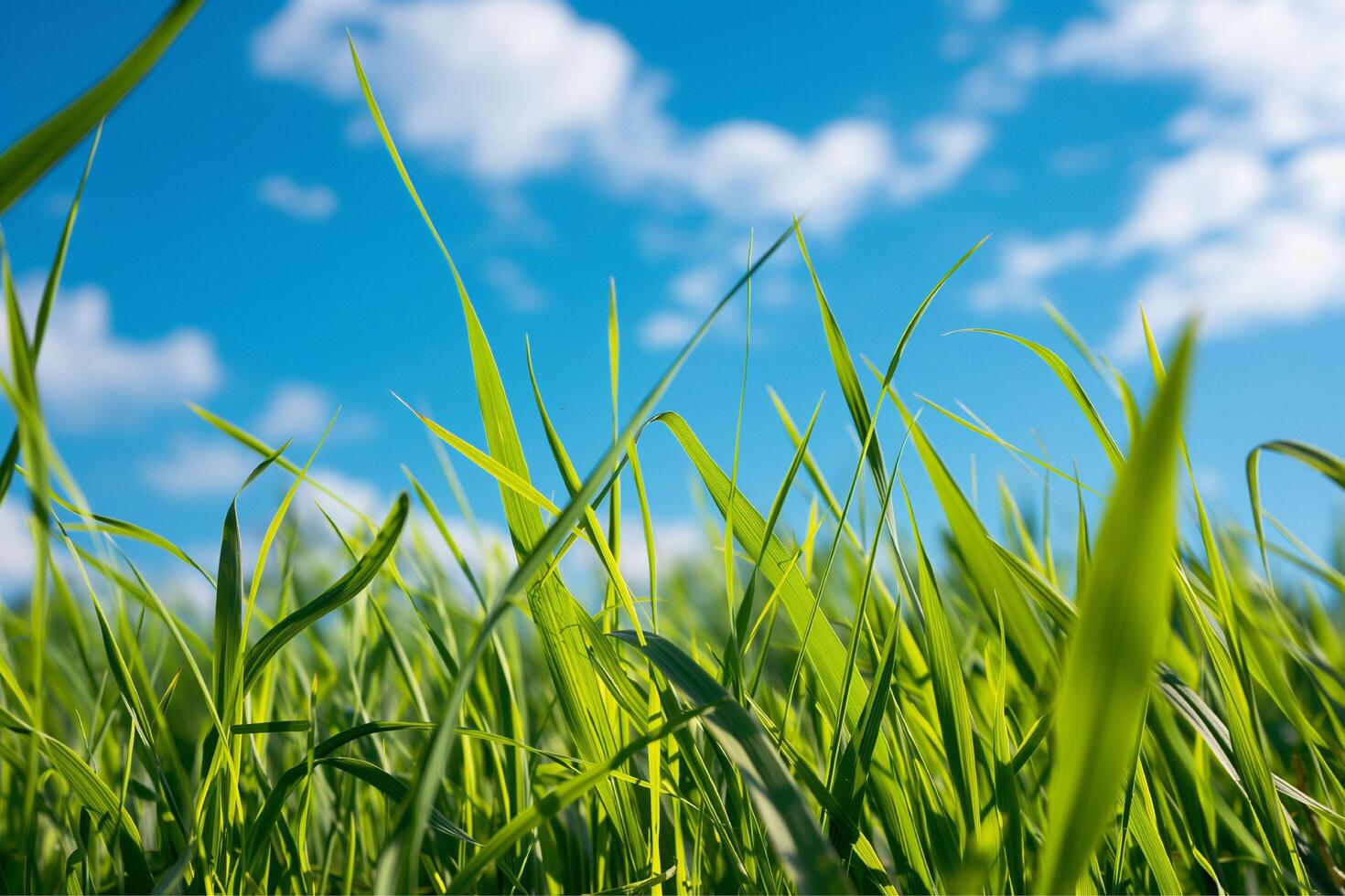 Green grass and blue sky photo