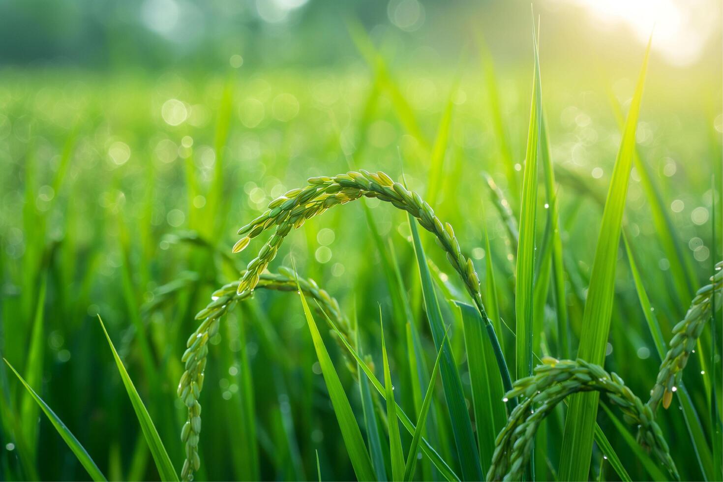Photo rice field