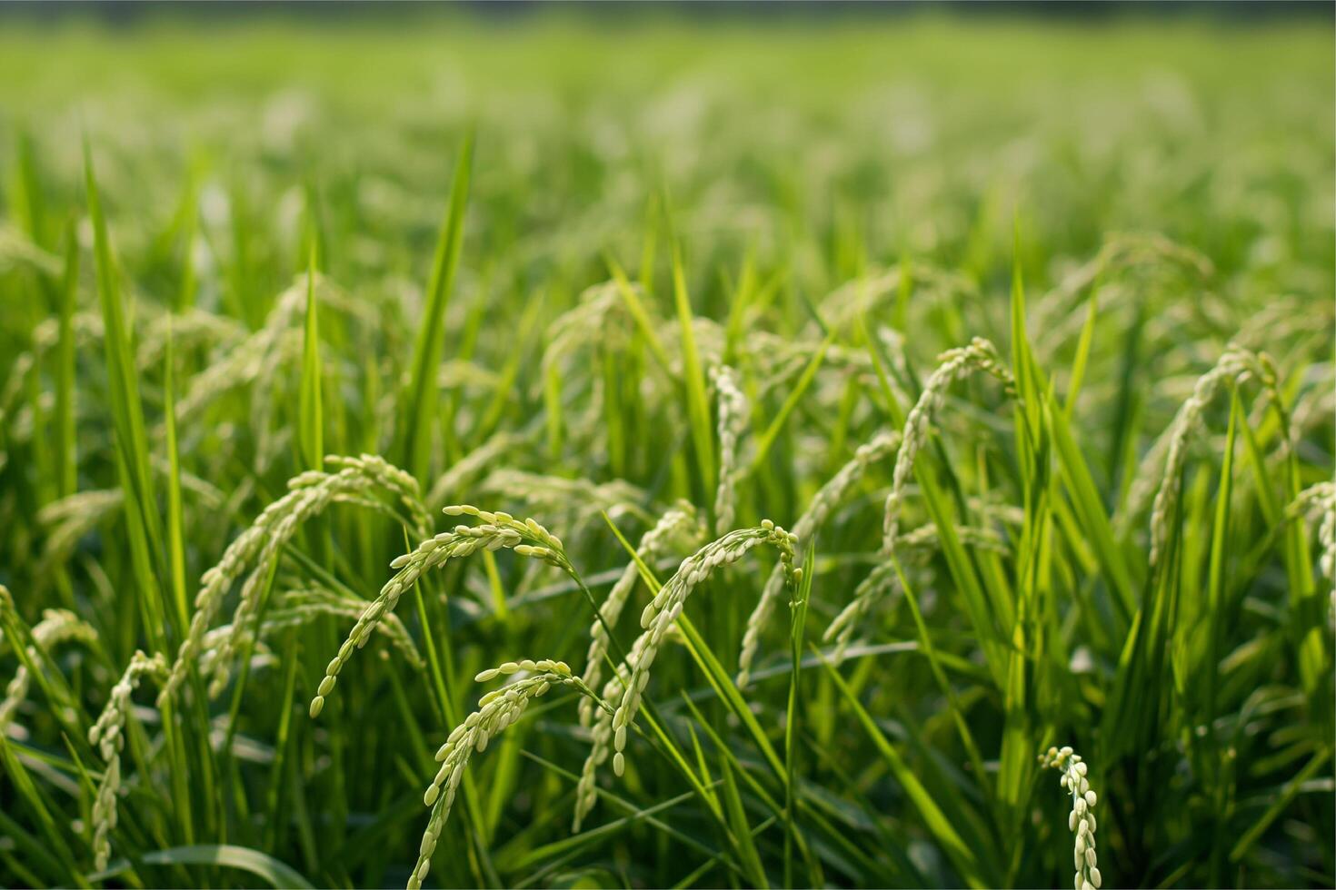 Photo rice field