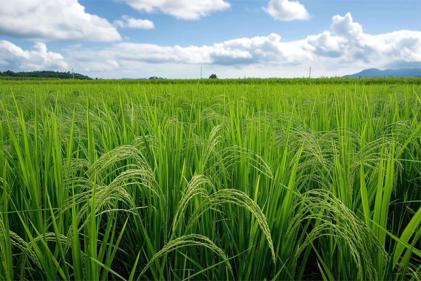 Photo rice field