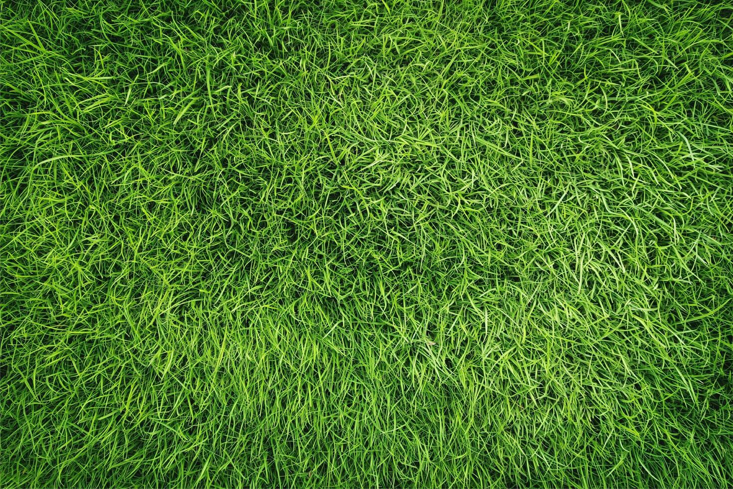 green grass background photo