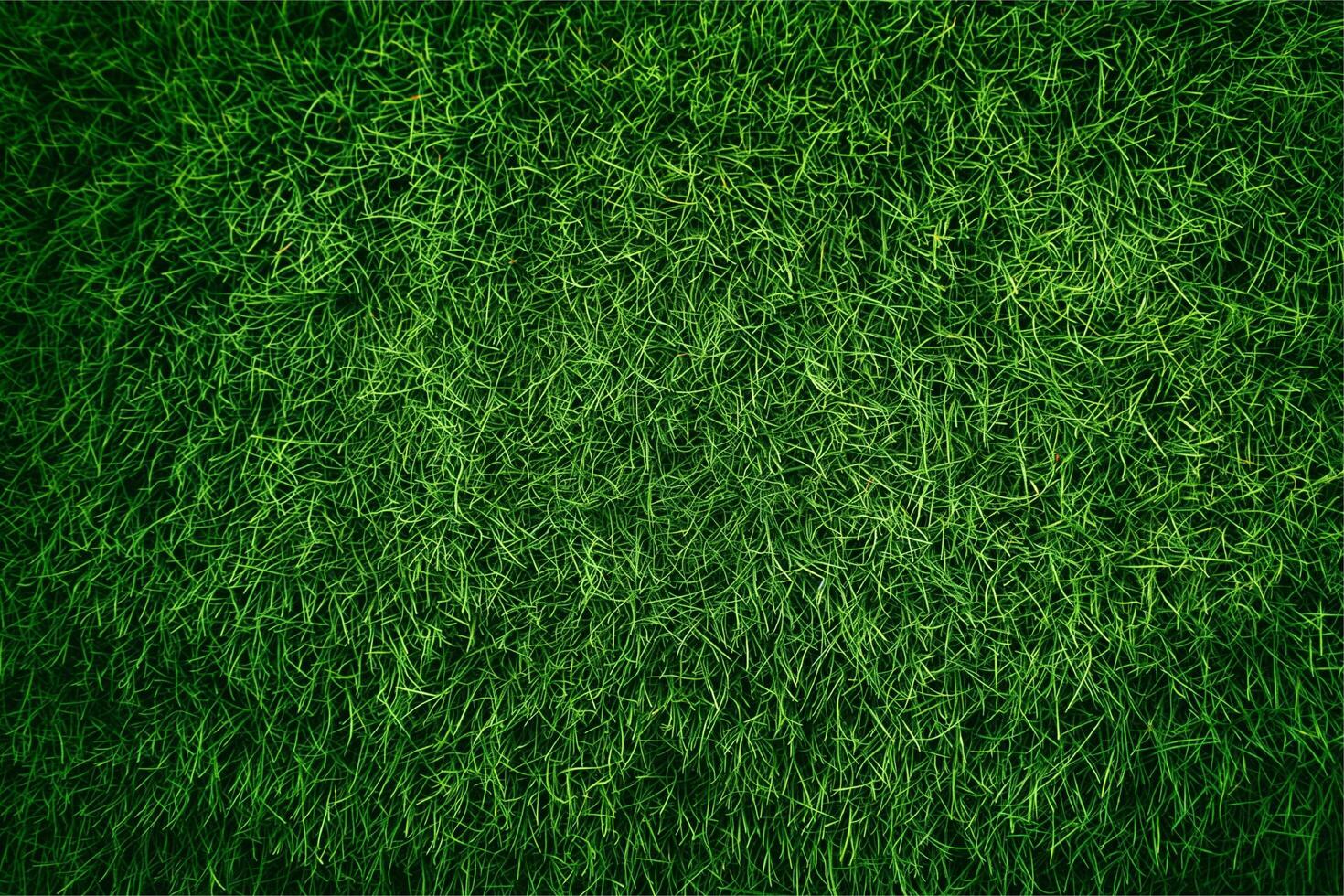 green grass background photo