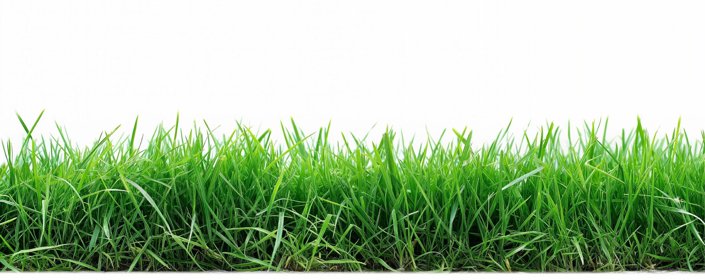 Green grass field isolated on white background photo