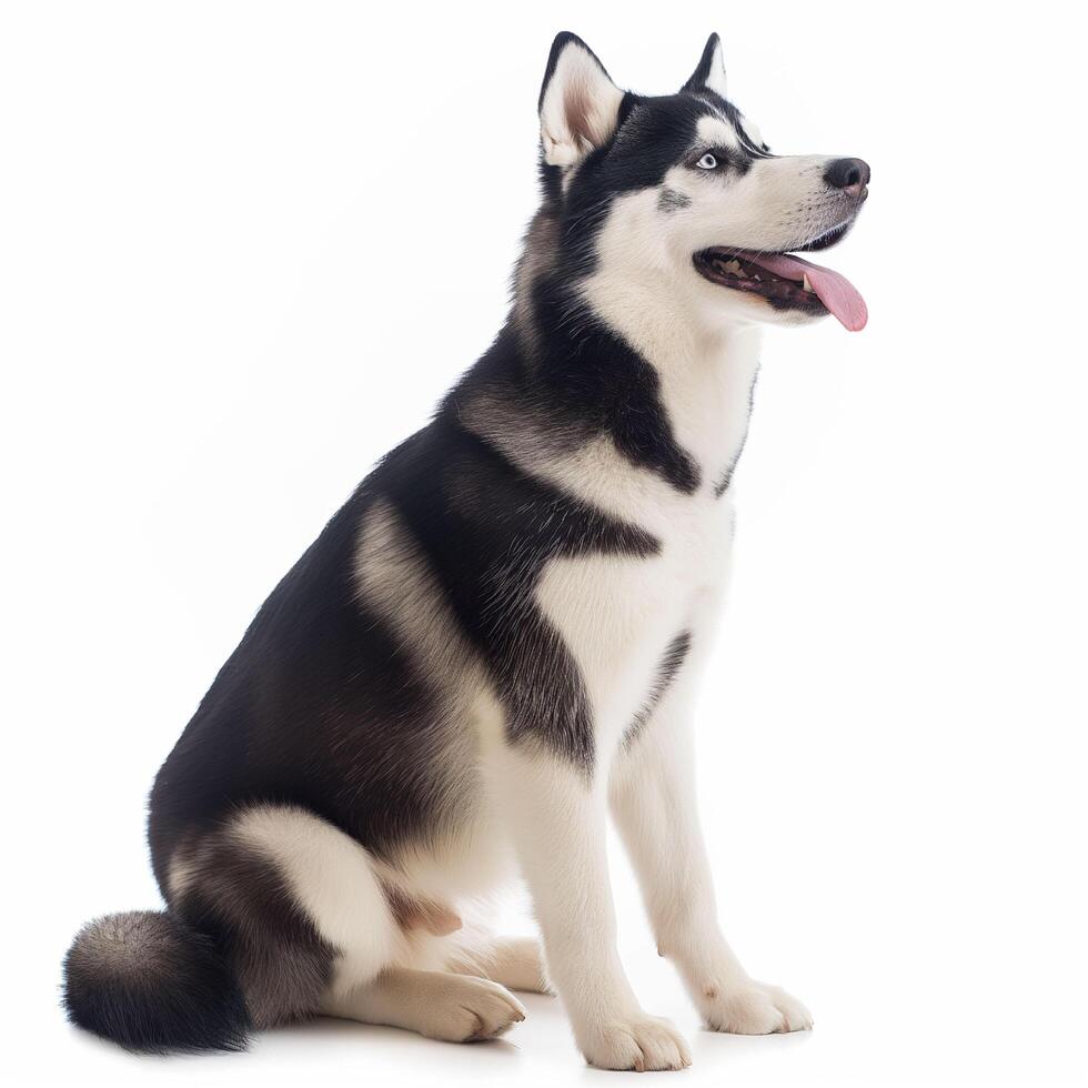 husky looking up photo