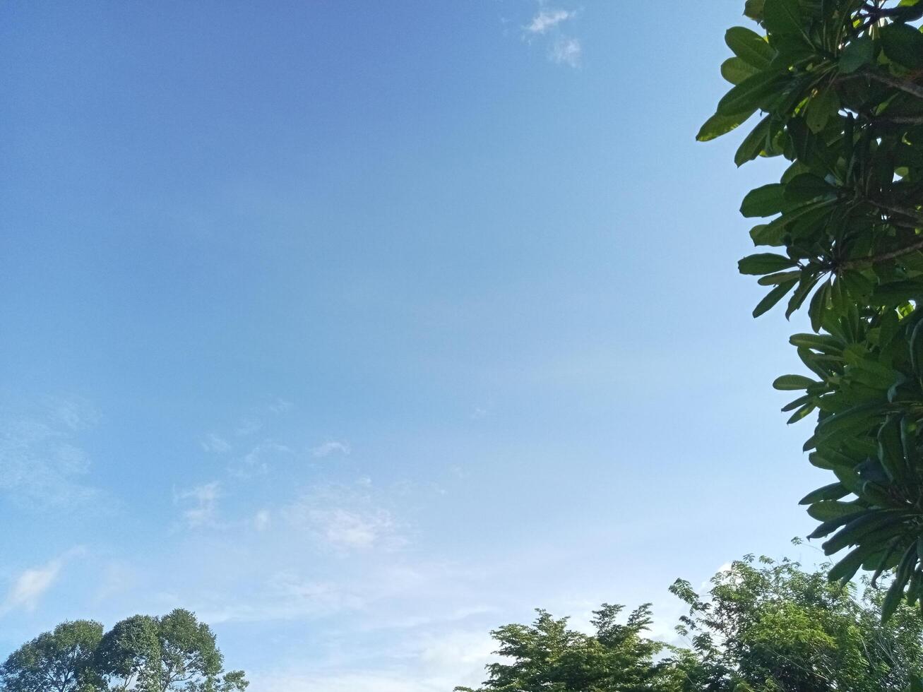 a view of a green field with trees and a blue sky photo