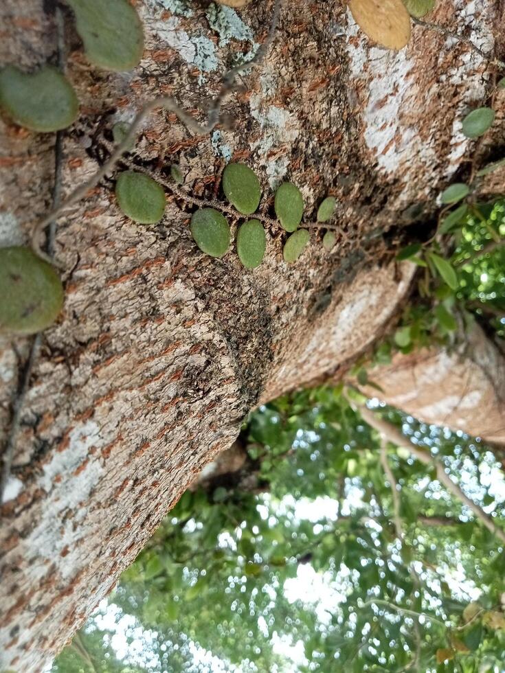 a tree with many green leaves growing on it photo