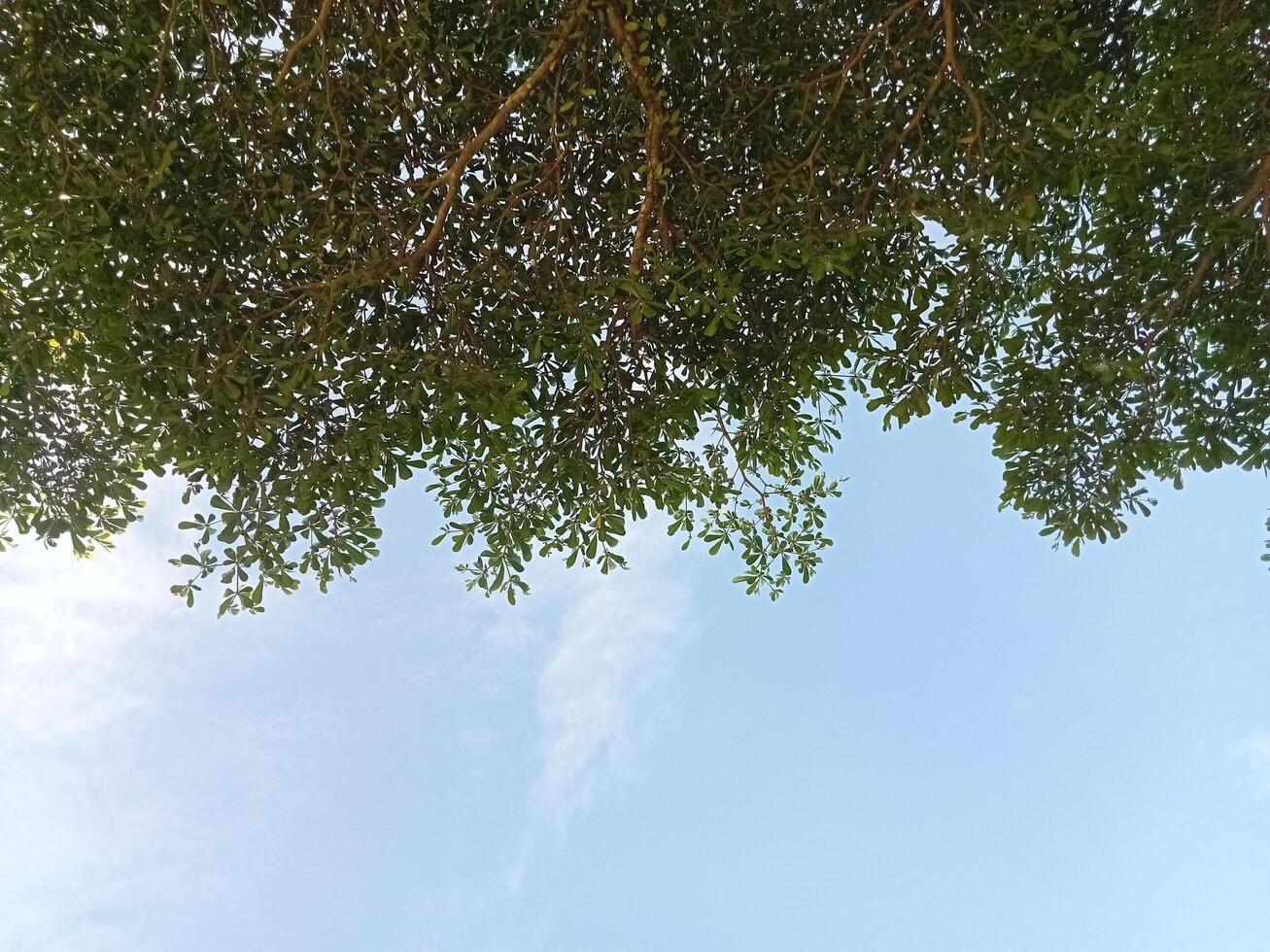 a view of the sky through the branches of a tree photo