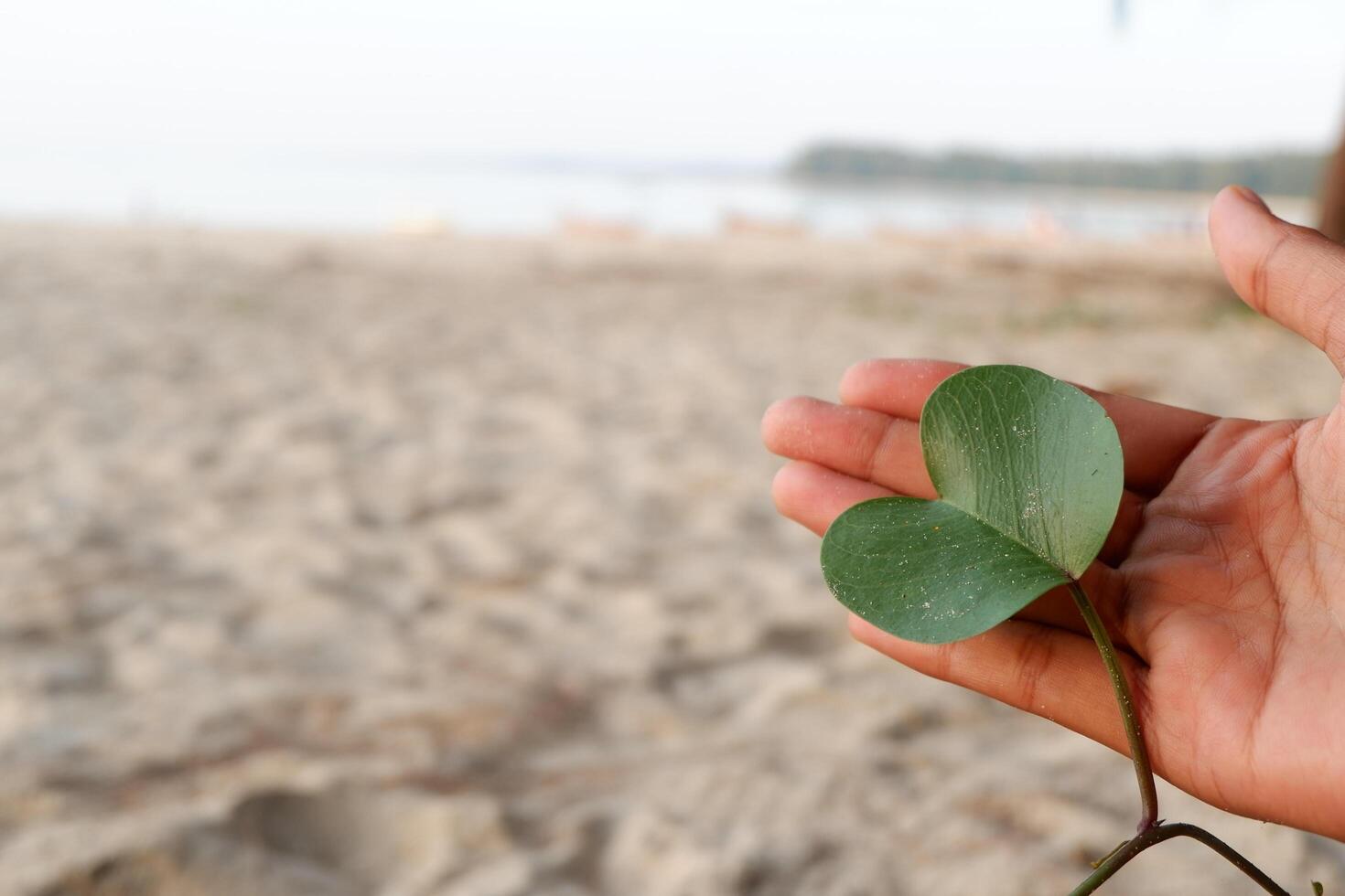 a person holding a leaf in their hand photo