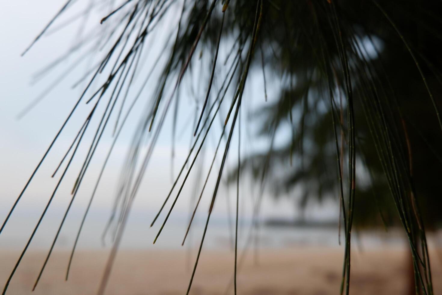 a bird sitting on a branch of a tree photo