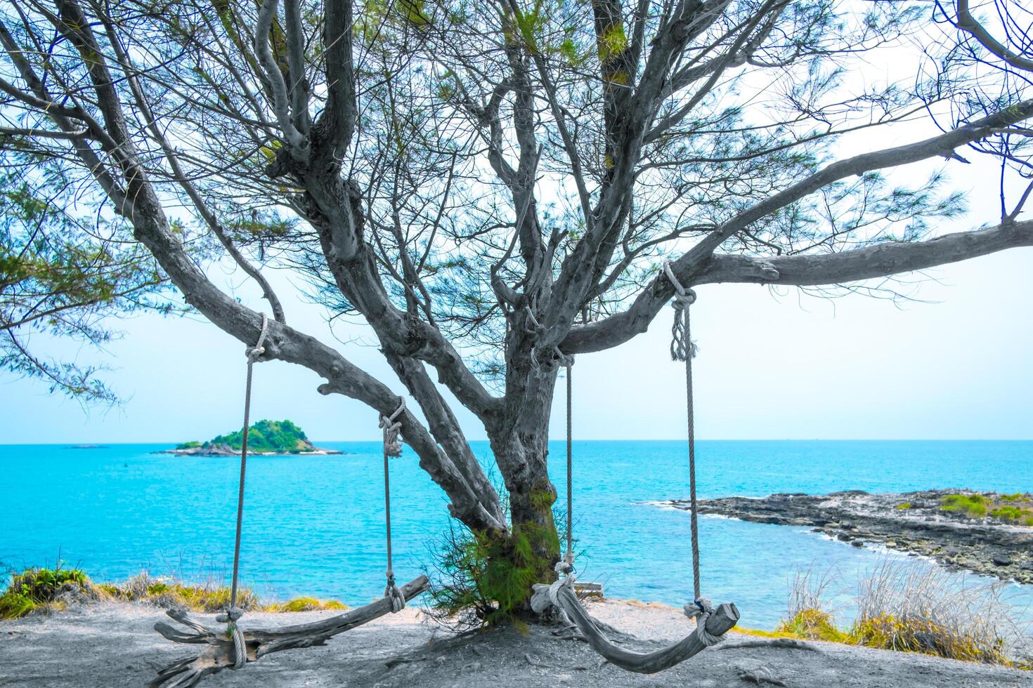 Old wooden swings under the old pine trees on the beautiful sea view point photo