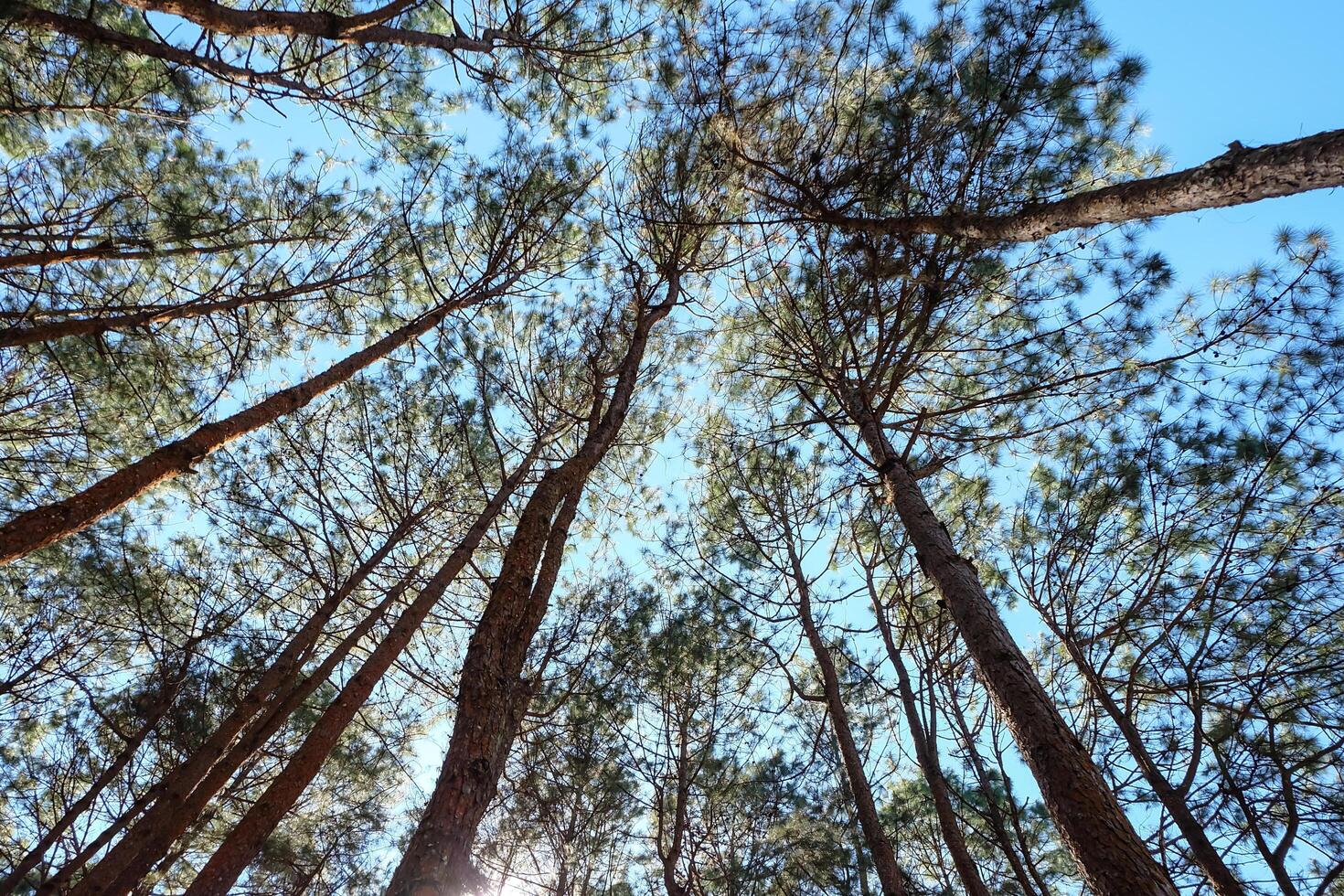 Pine trees on sky background photo