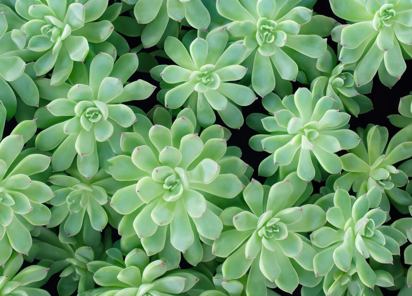 Close up of green Succulents photo