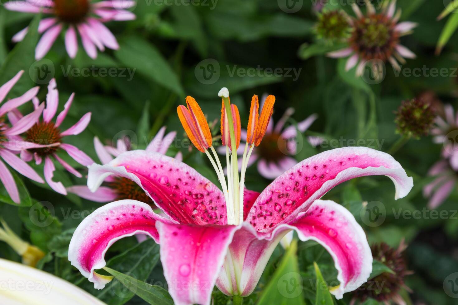 one of the first Stargazer lilies to bloom this year in the back garden photo