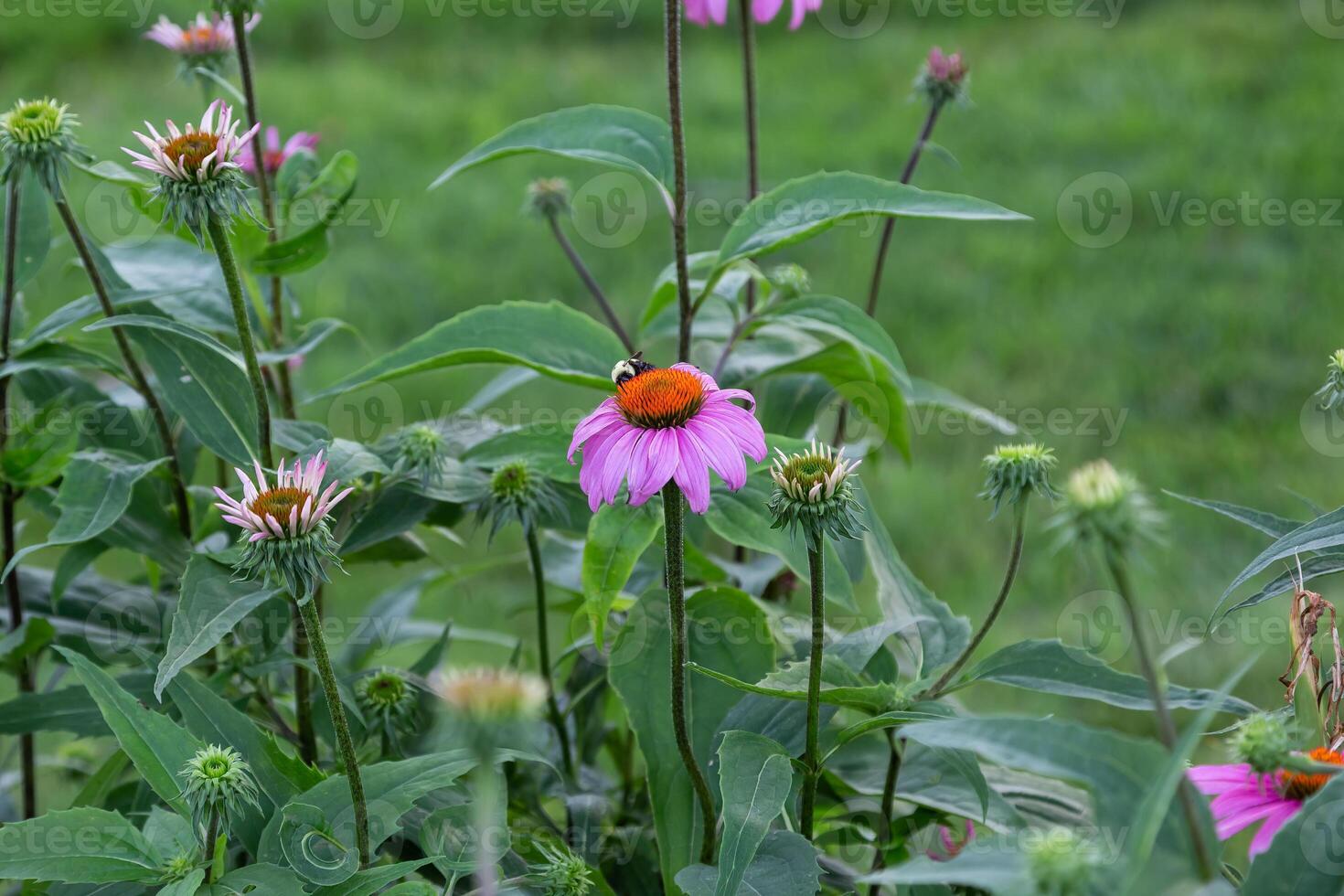 bee on a pink coneflower in the light of morning photo