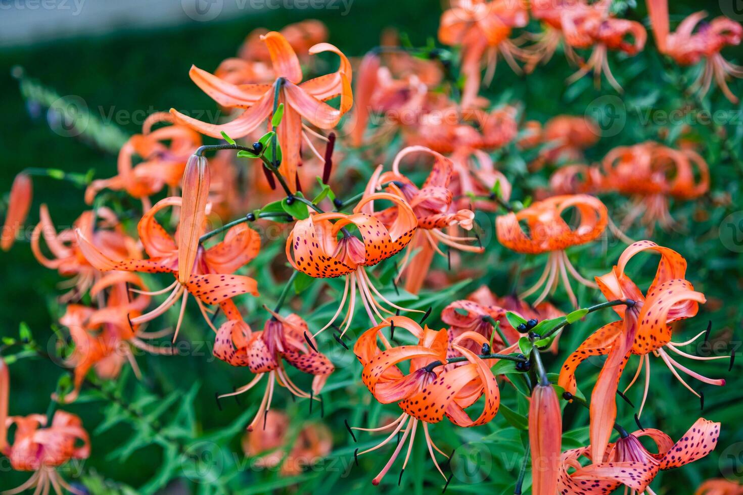cluster of fully opened Tiger Lily blossoms in the garden photo