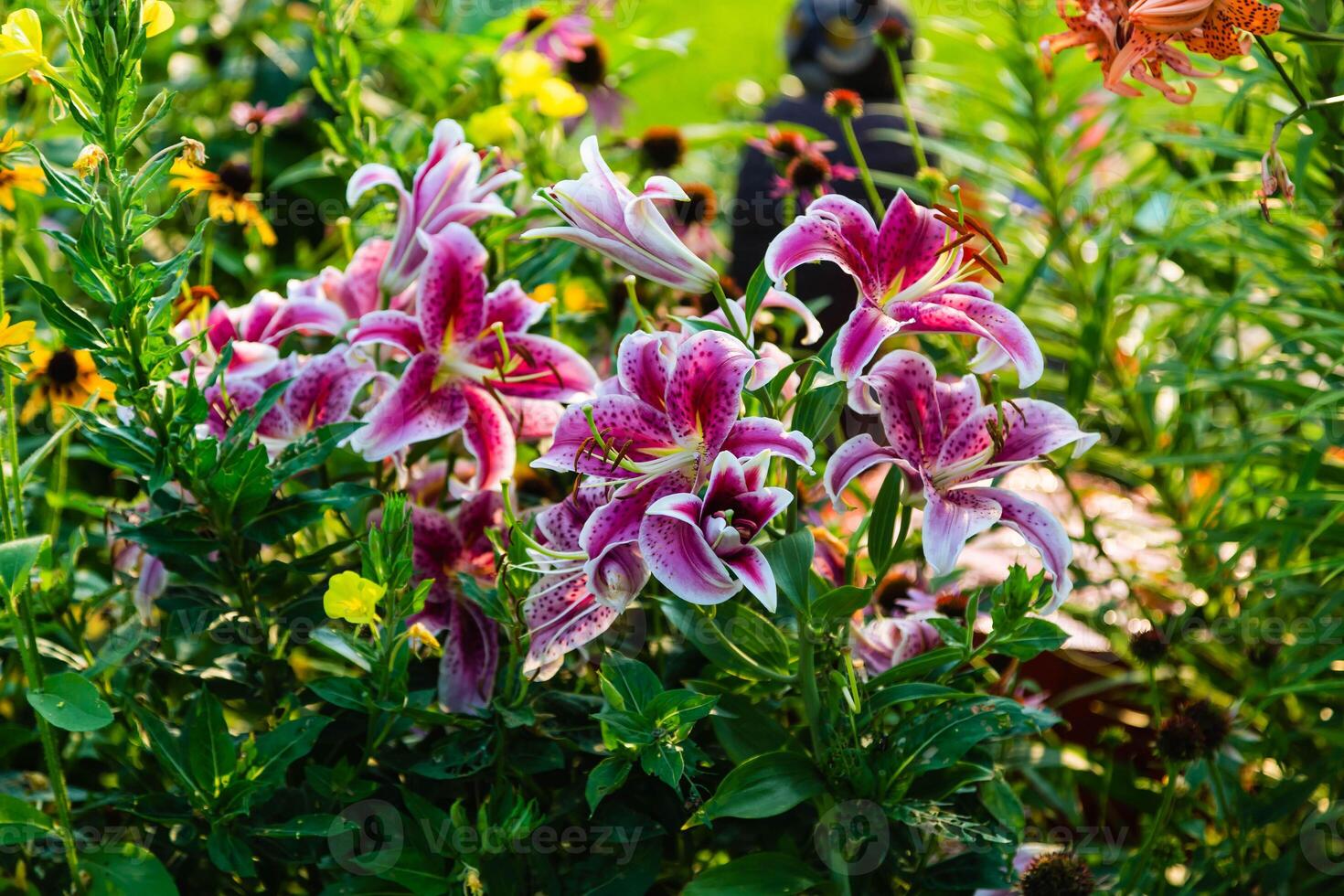wide angle view of some newly opened Star Gazer Lilies photo