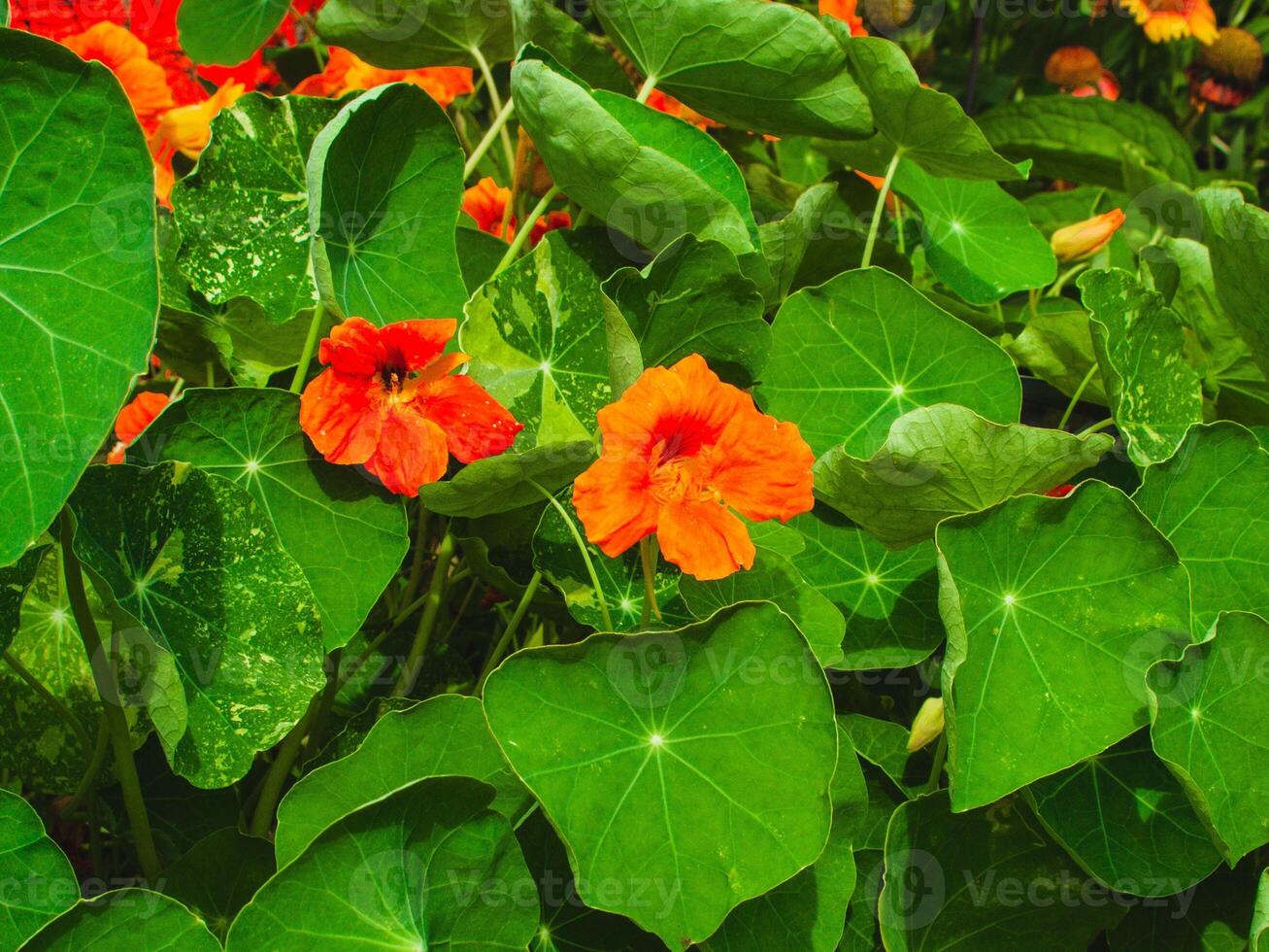 red and orange nasturtium blooms peeking out from inside the leaves photo