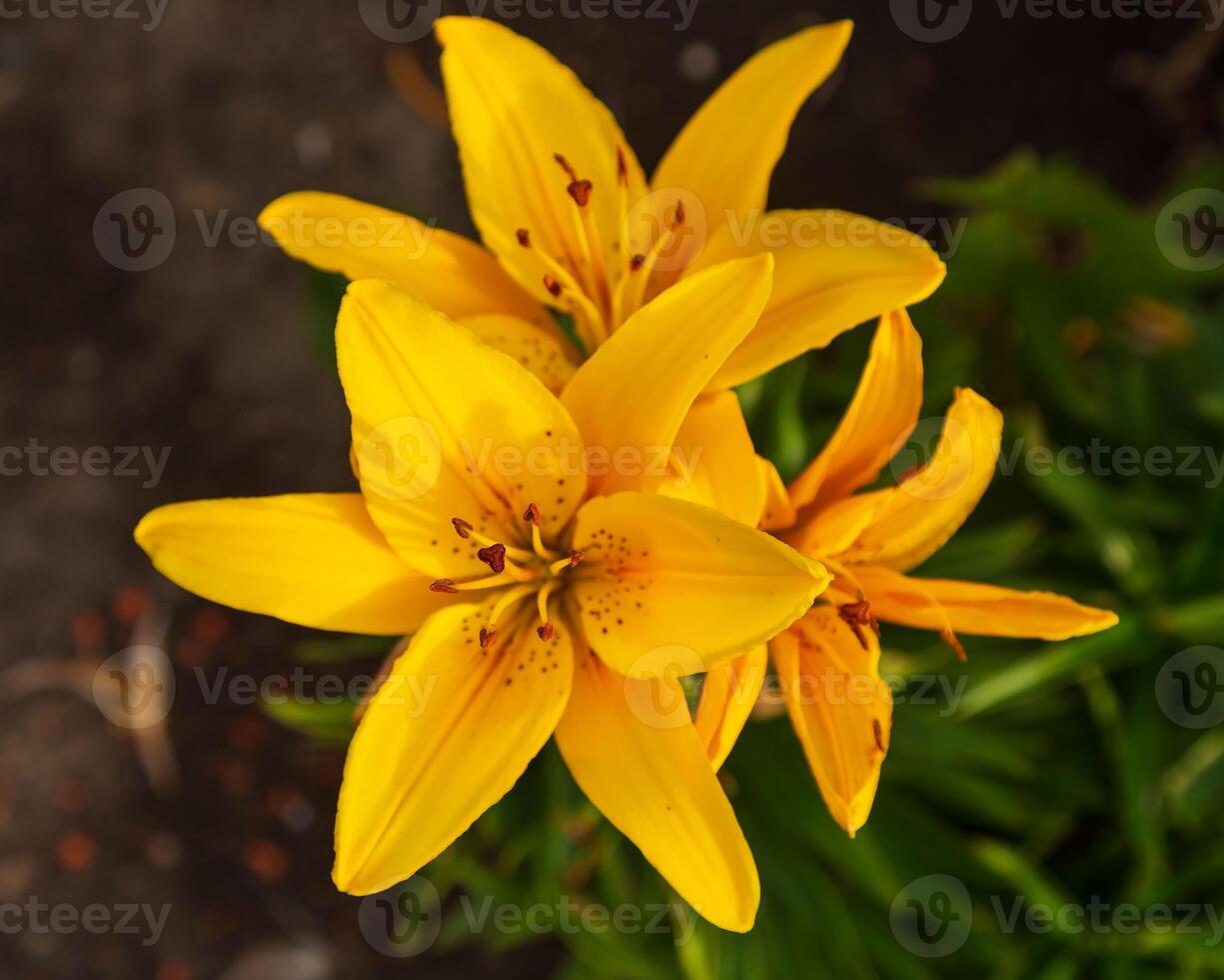 close up of a yellow lily with red spots photo
