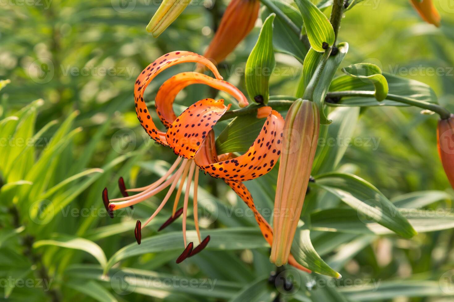 side view of a newly opened Tiger Lily bloom at sunrise photo