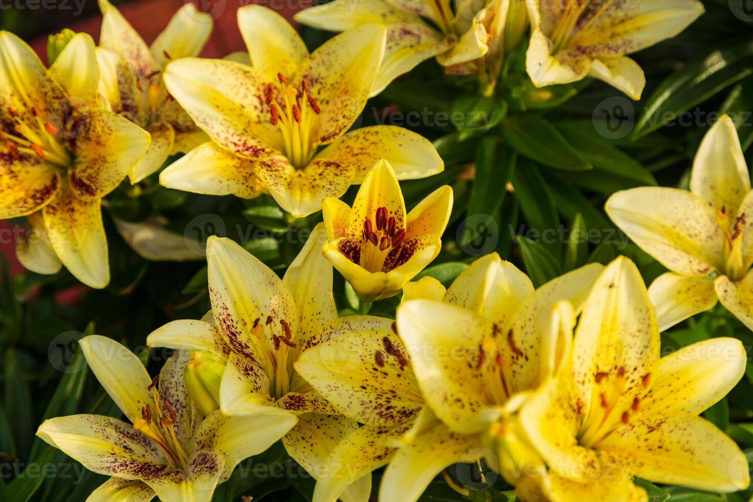 cluster of a light yellow lilies with red spots photo