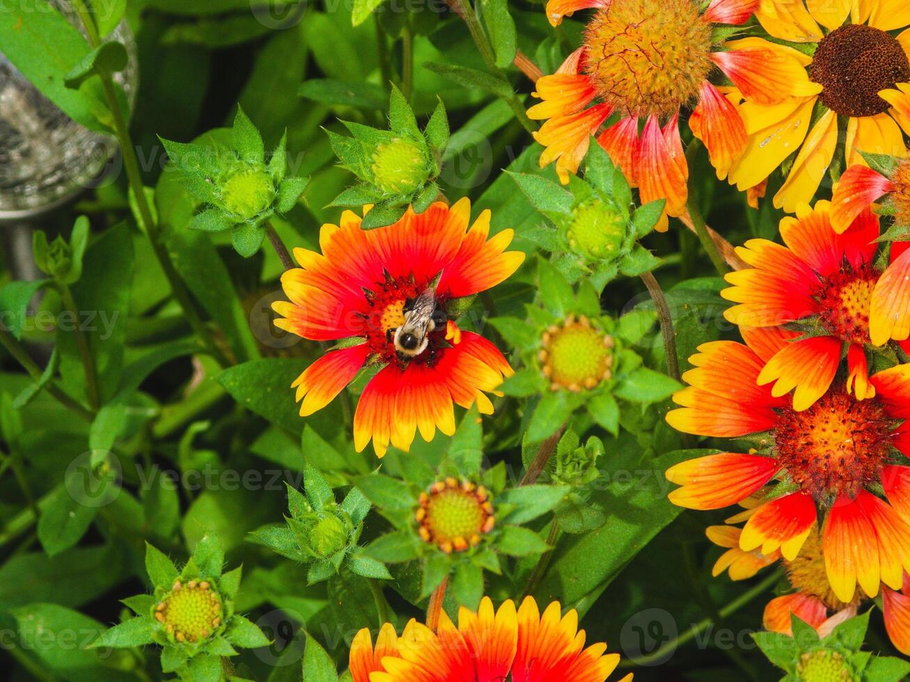bee on the last of the painted daisies for the year photo