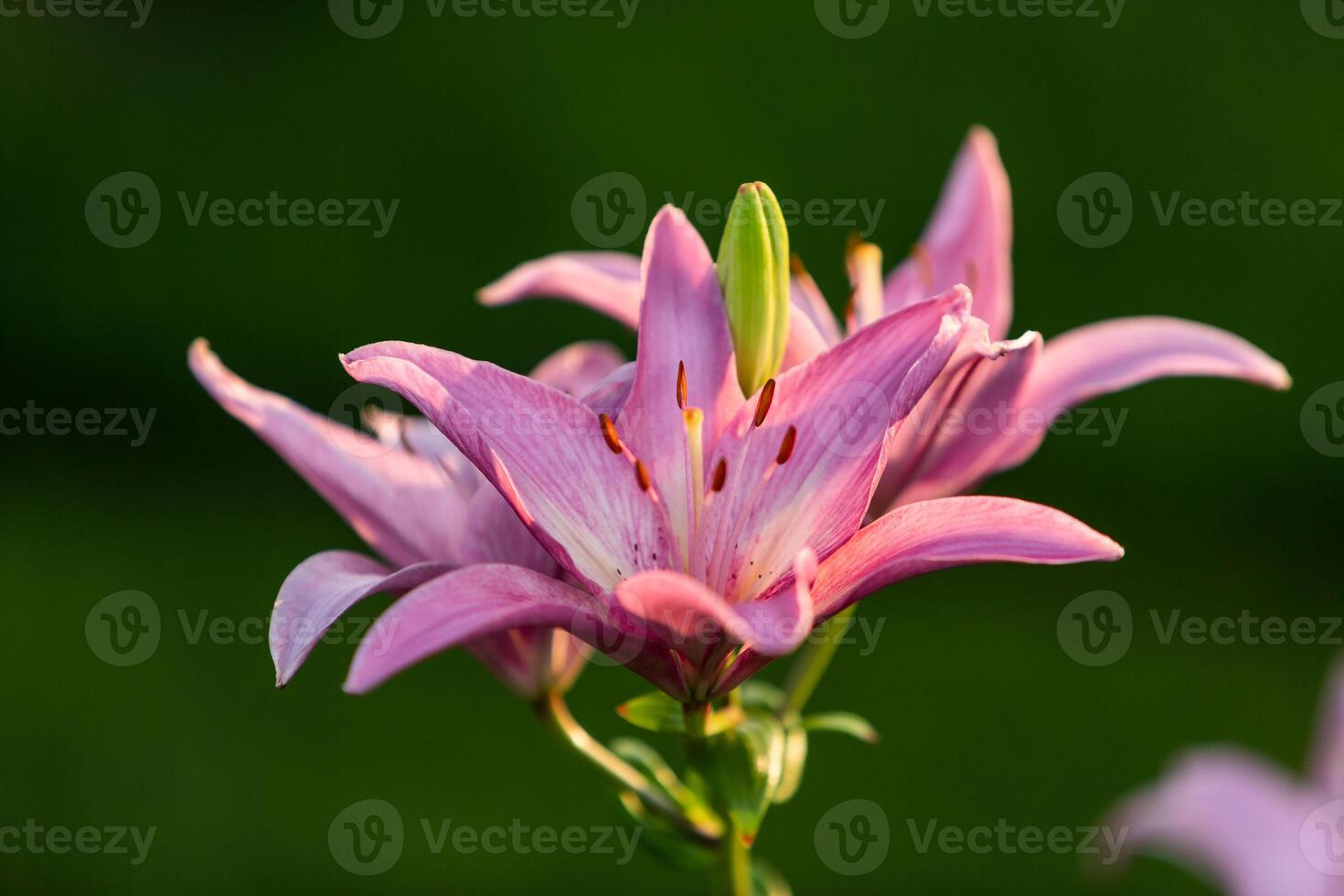 wide angle view of a pale pink lily at dawn photo