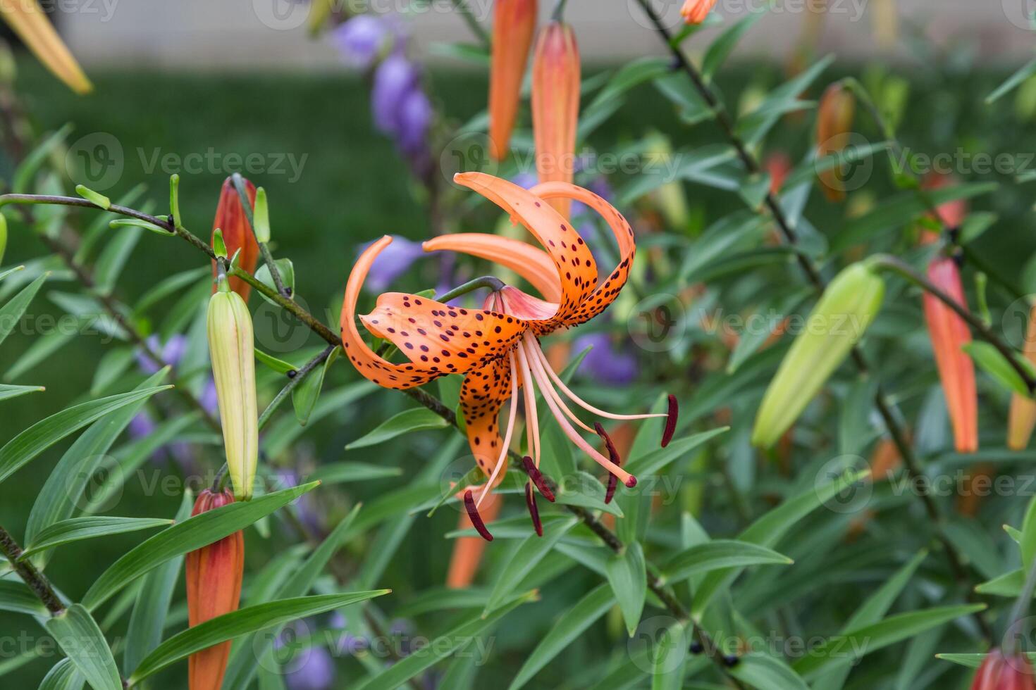 one of the first Tiger Lilies in the front garden to open this season photo