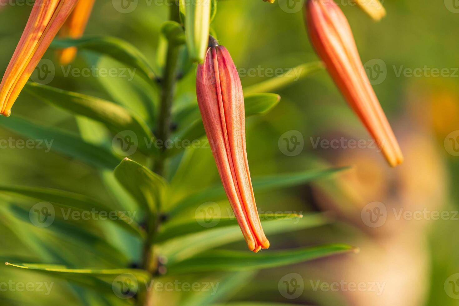 when you can see the spots the Tiger Lily is getting ready to open up photo