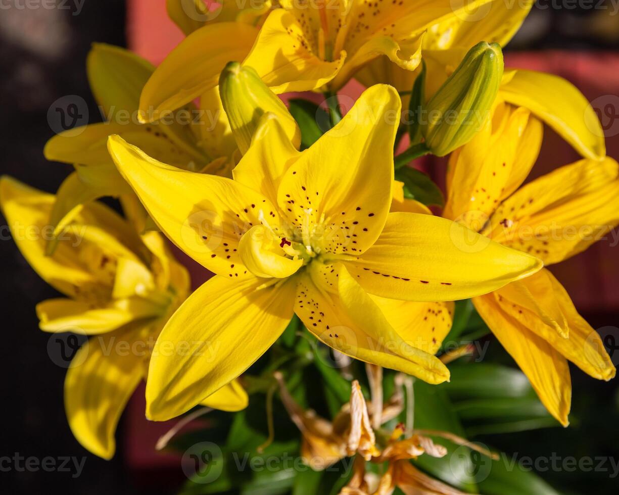 cluster of yellow lilies with spots in the garden photo