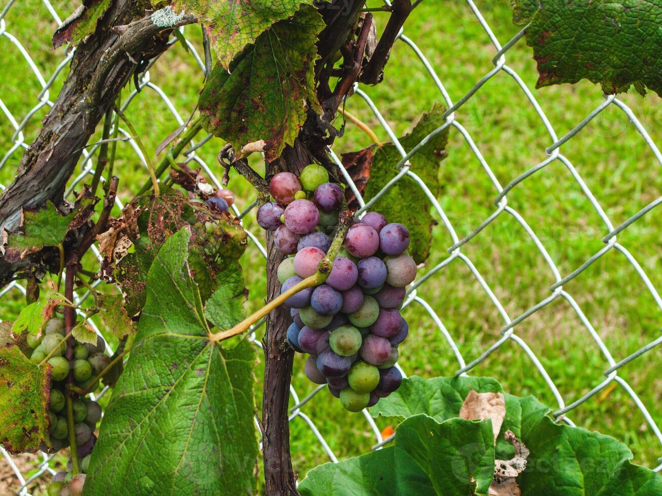 cluster of grapes ripening on the vine in late summer photo