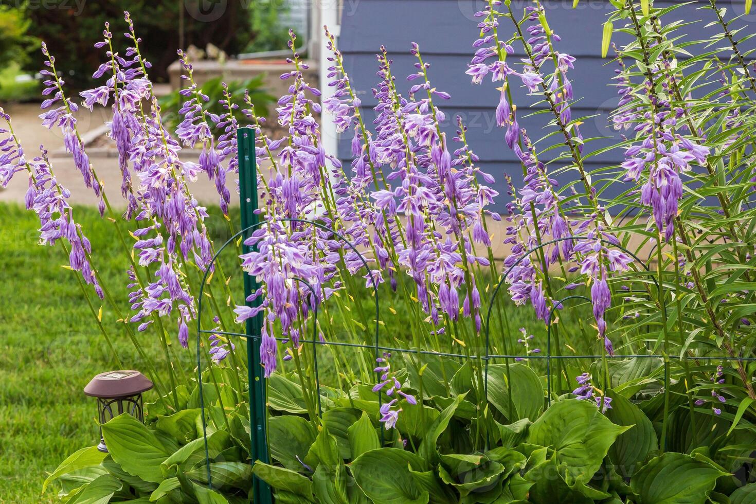 wide angle view of lavender Hosta blooms in the side garden photo