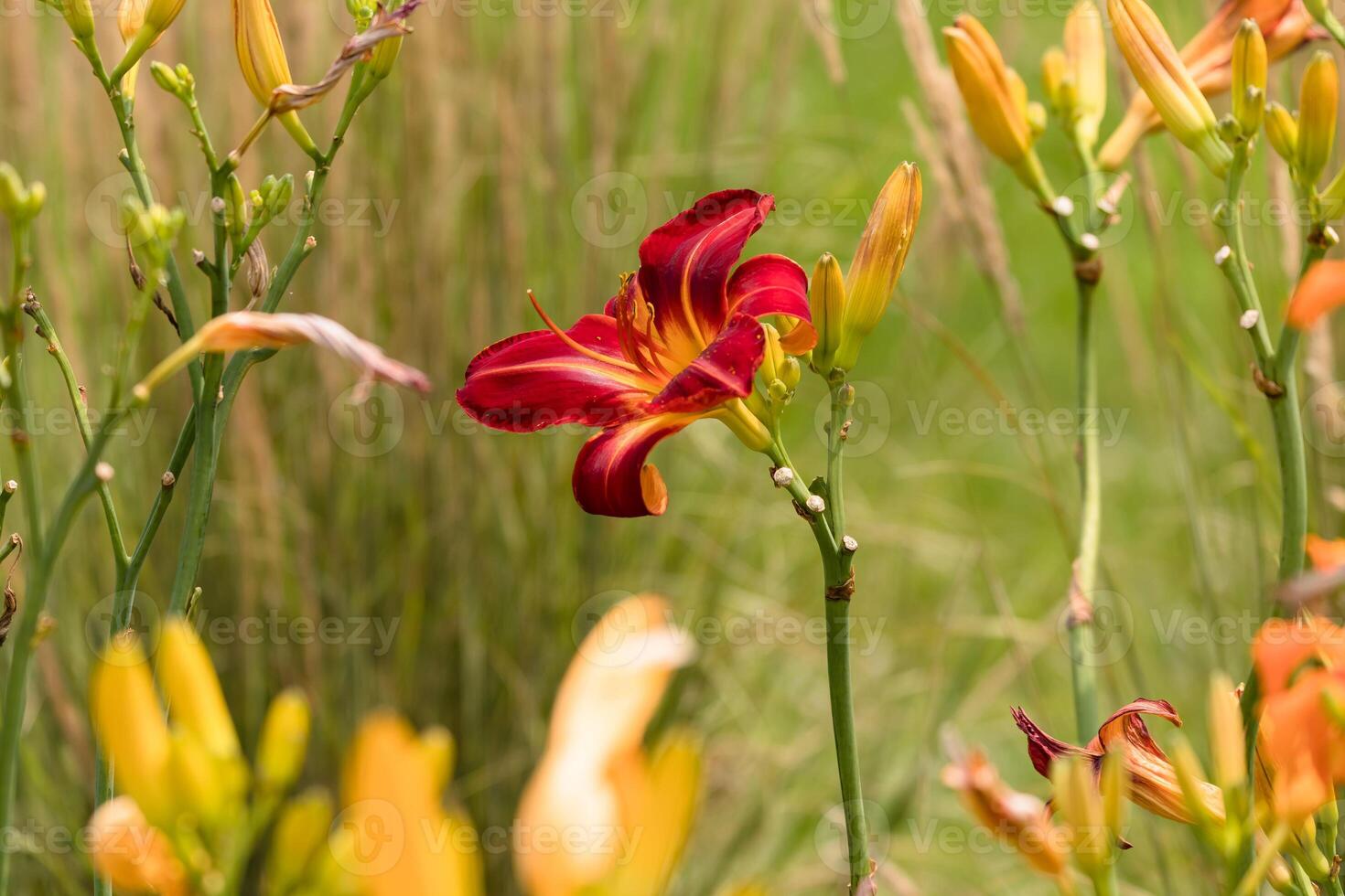red daylily found in a garden during a walk photo